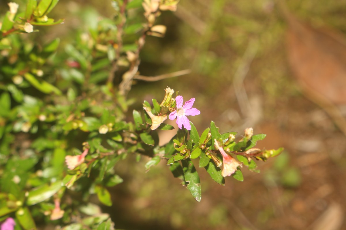 Cuphea hyssopifolia Kunth
